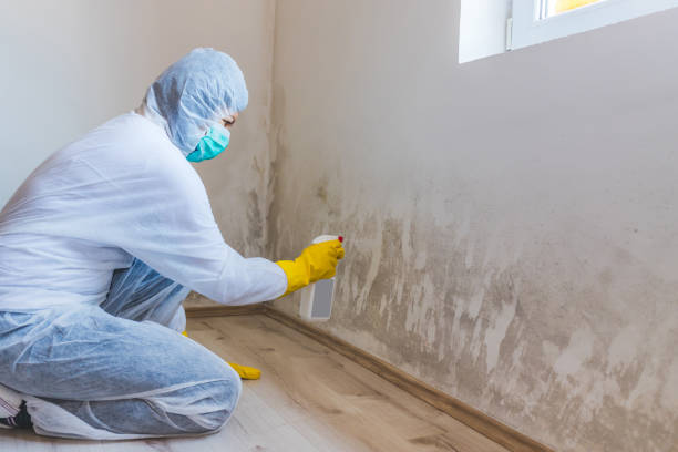 Licensed Mold Remediation service in Thonotosassa, FL - WQB Mold Removal